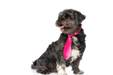 adorable metis dog looking to side, wearing a pink tie