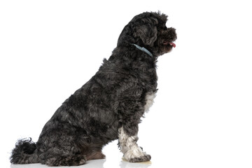 cute metis dog sitting and waiting in line