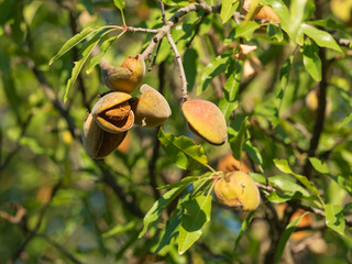 group of ripe almonds ( shell and seeds) on a branch - 469151623