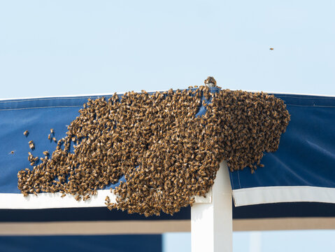 swarm of bees ready to make the hive