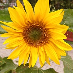 Naklejka premium Large yellow petals of a blooming sunflower bud.