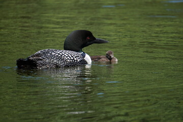 Loon At Willard Pond New Hampshire