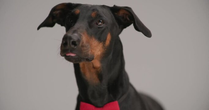 closeup of adorable dobermann dog wearing red bowtie around neck, sticking out tongue and looking up on grey background