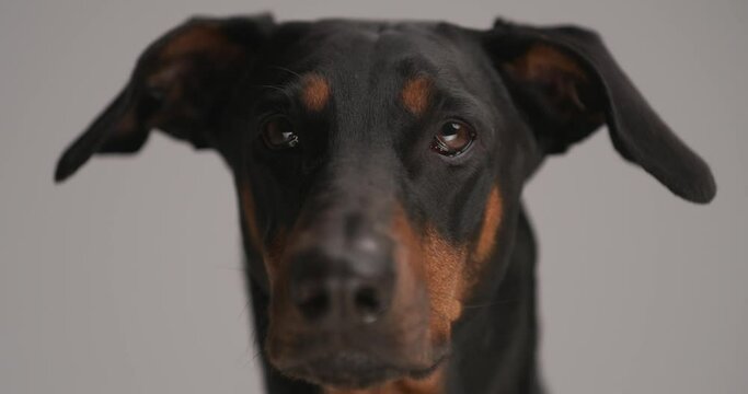 beautiful dobermann dog looking up, being hungry, sticking out tongue and licking nose on grey background in studio