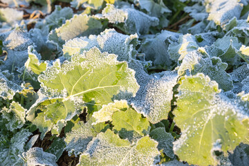Close-up of frost leaves of green autumn winter rape plants. Early morning in late autumn. - obrazy, fototapety, plakaty