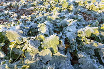 Close-up of frost leaves of green autumn winter rape plants. Early morning in late autumn.