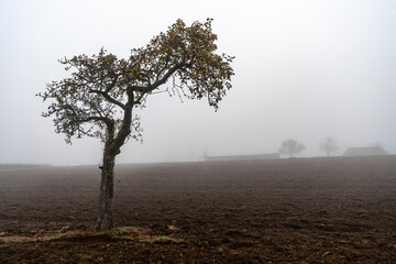 Wiesen und Felder im Herbst Nebel