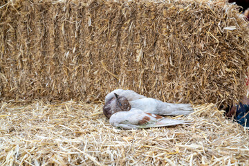 dead pigeon lying on a bale of hay