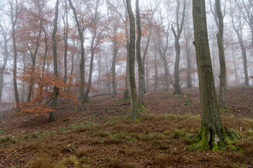 Buchenwald im herbstlichen Nebel