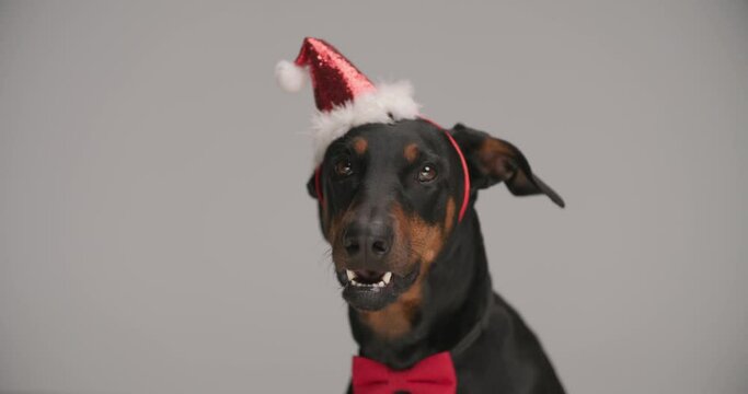 elegant lovely Dobermann dog wearing Christmas headband and bowtie, sticking out tongue and panting, looking up on grey background in studio