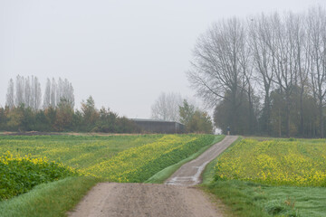 Autumn landscape with rapeseed fields, a soft path and bare trees