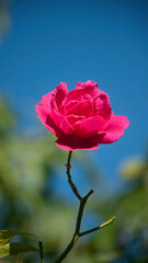 Rosa fucsia sobre cielo azul