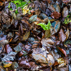 Nasse Blätter und Farn im Herbst