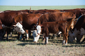 Cows grazing on pasture