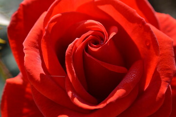 Macro of a rose 