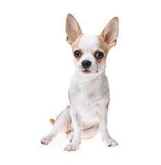 Obraz premium Beautiful and cute white and brown mexican chihuahua dog over isolated background. Studio shoot of purebreed miniature chihuahua puppy.