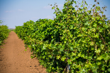 Fototapeta na wymiar Beautiful rows of young green vineyards move in the wind