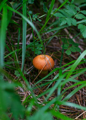 mushroom in the forest