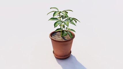 Fototapeta premium Plant isolated on white background 3d rendering.