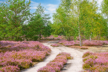 Birch forest, wallpaper, landscape with heathers, moorland - 469156283