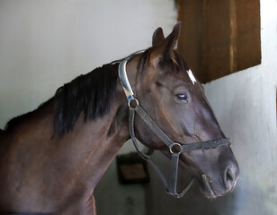 Racehorse behind brown wooden fence at rural animal farm