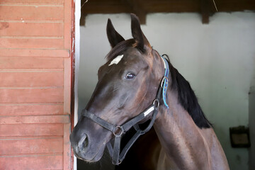 Racehorse behind brown wooden fence at rural animal farm