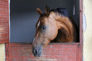 Racehorse behind brown wooden fence at rural animal farm