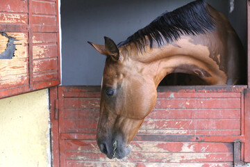 Racehorse behind brown wooden fence at rural animal farm
