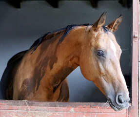 Racehorse behind brown wooden fence at rural animal farm