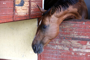 Racehorse behind brown wooden fence at rural animal farm