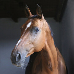 Racehorse behind brown wooden fence at rural animal farm