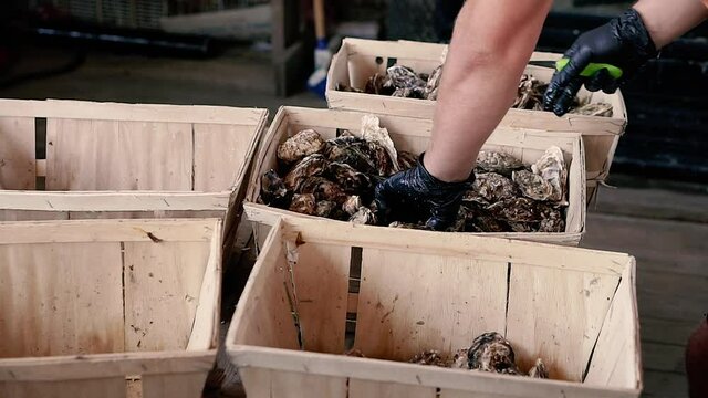 Oysters. The chef prepares a dish with oysters.