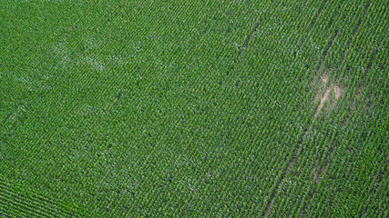 Maisfeld im Sommer in der Landwirtschaft - Luftaufnahme. 
