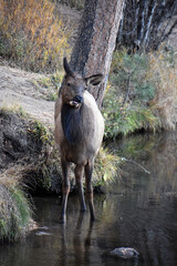 Wild Elk in lake in Colorado