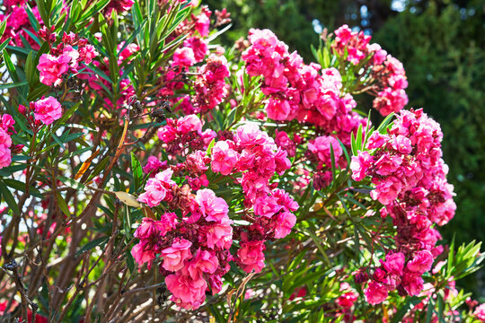 Beautiful oleander flowers image