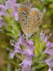 Butterfly, Southern Brown Argus, Aricia cramera perched on a thyme plant.