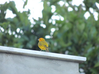 birds