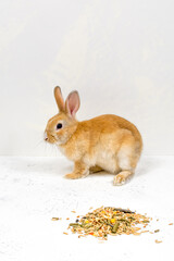 Redhead Ginger rabbit sitting next to food on a white background. Place for an inscription.