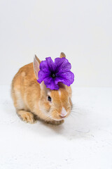 Ginger bunny with a purple flower on a white background. The basis for the postcard.