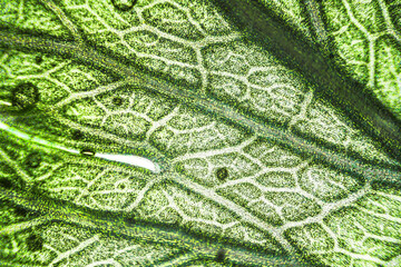 Green celery leaf macro under the microscope with a magnification of 40 times - obrazy, fototapety, plakaty