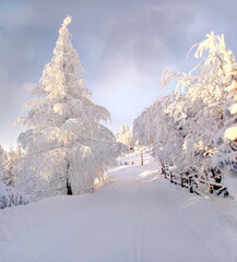Zimowy krajobraz, choinka w sniegu - obrazy, fototapety, plakaty