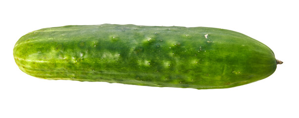  Single cucumber isolated on a white background