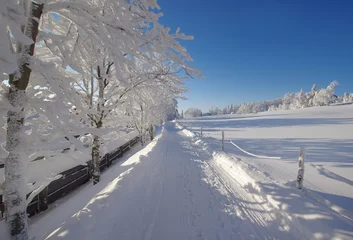 Fototapeten Grau Zimowe drzewa, krajobraz   © Iwona
