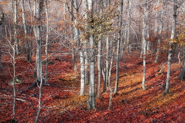 Beech woods in autumn with colorful leaves background