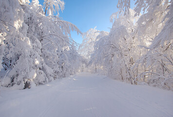 Winter