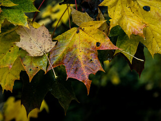 autumn maple leaves
