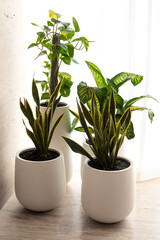 Indoor white Pots and Natural Plants-