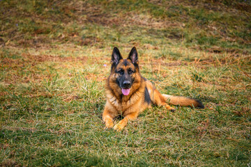 Naklejka premium German shepherd dog lying in the grass, like a sphinx, facing the photo, with the head looking towards the photographer relaxed, observing, with the mouth ajar, the tongue sticking out and the ears pr