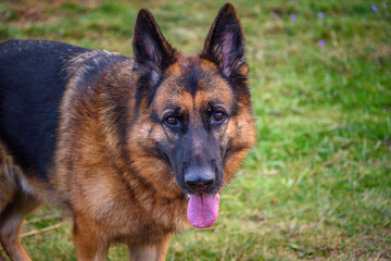 close-up photo of the head and the rest of the body of a standing German shepherd dog, looking relaxed at the camera, mouth ajar, tongue sticking out and ears pricked. In the background the unfocused 