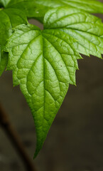 night-flowering jasmine